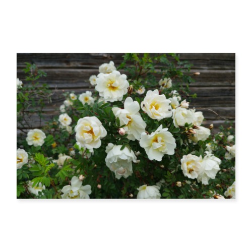 Midsummer roses - Juliste 60x40 cm