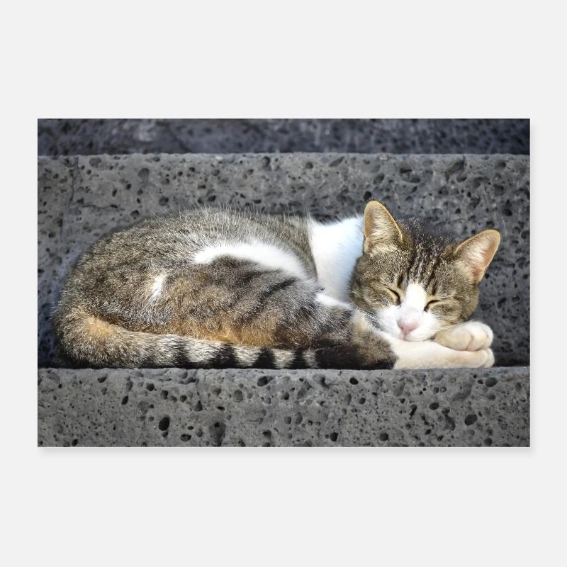 chat Poster 60 x 40 cm