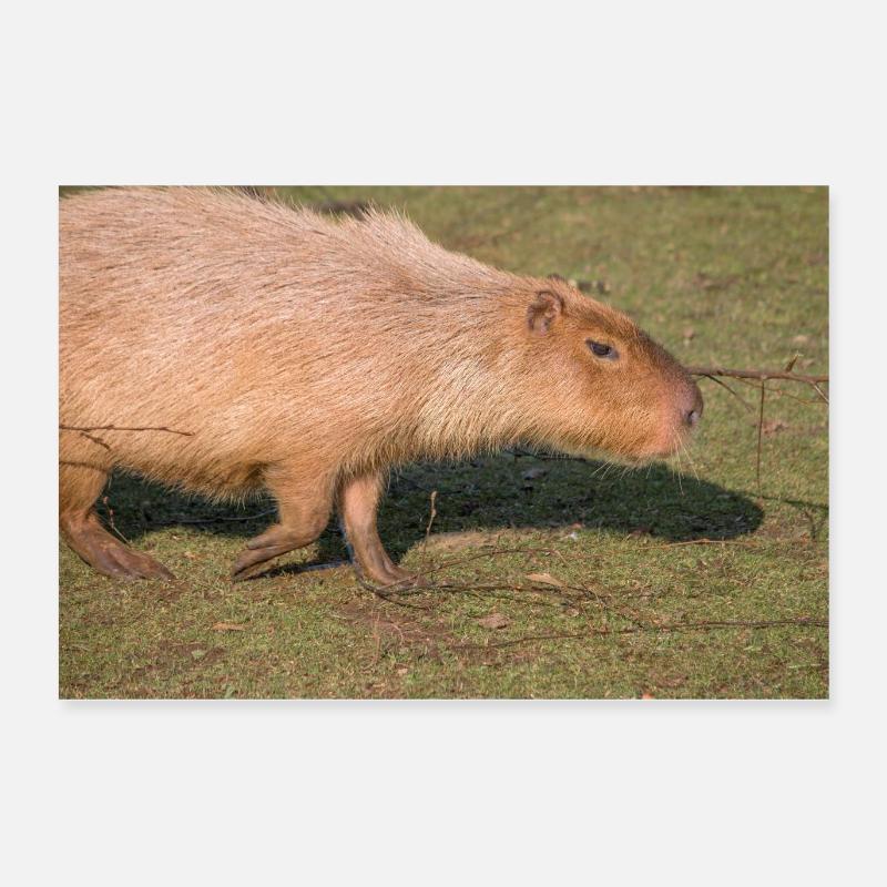 Capybara capybara (Hydrochoerus hydrochaeris) Poster 60 x 40 cm