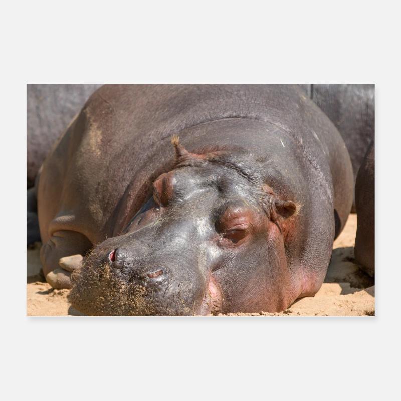 Nilpferd Flusspferd (Hippopotamus amphibius) Hippo Poster 60x40 cm