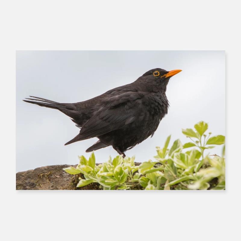 Blackbird (Turdus merula) Blackbird poster Poster 24" x 16" (60x40 cm)