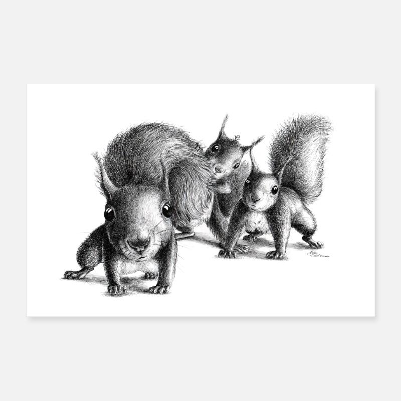 Drei neugierige Eichhoernchen - Poster 60x40 cm - Weiß