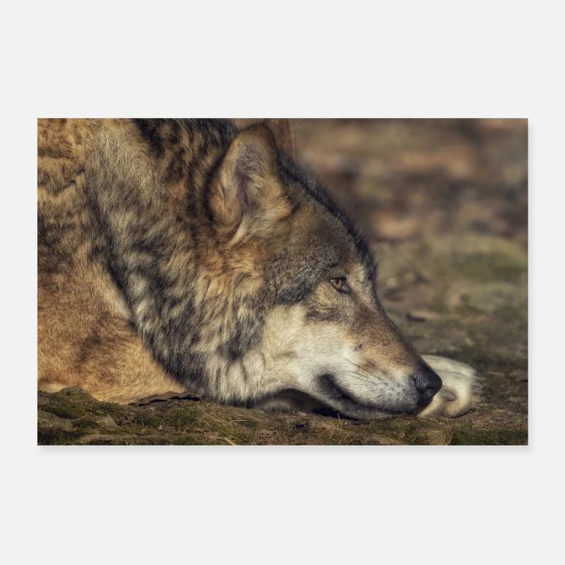Loup couché Poster 60 x 40 cm