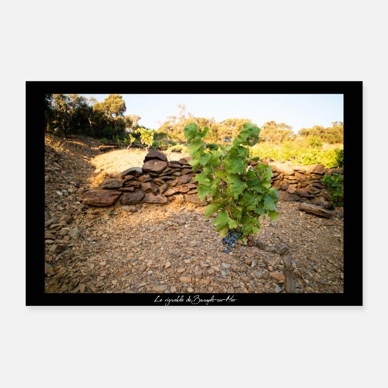 Le vignoble de Banyuls sur Mer Poster 60 x 40 cm