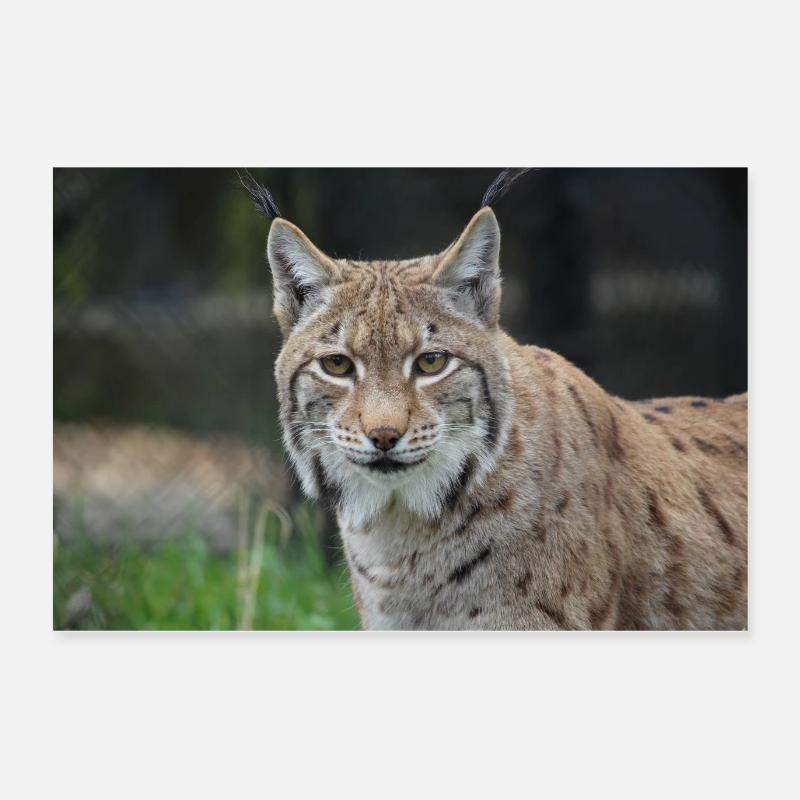 Luchs Poster 60x40 cm