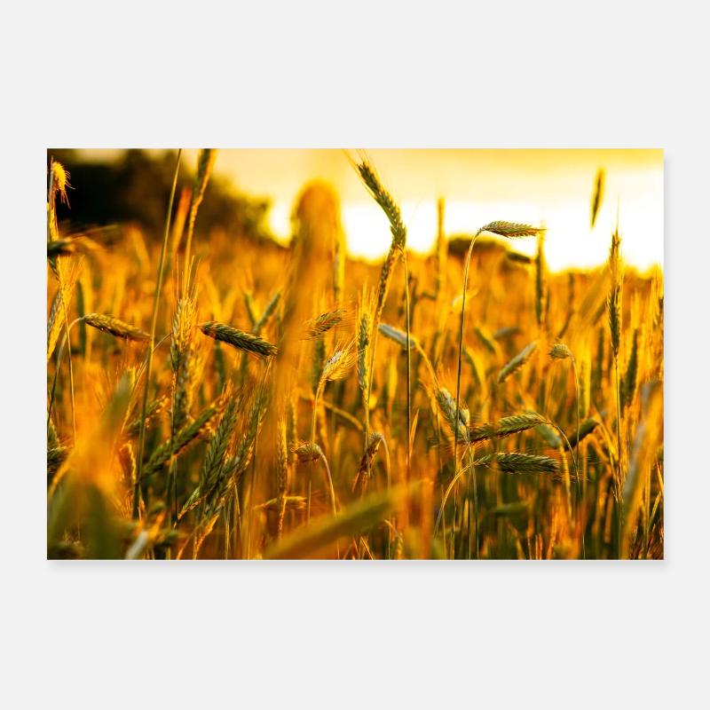 Champ de blé - Poster 60 x 40 cm - blanc