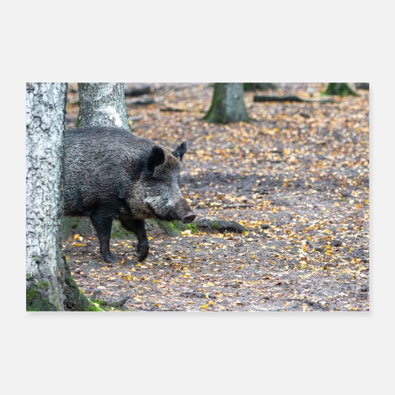 Wild boar (in German wild boar) Sus scrofa Poster 24" x 16" (60x40 cm)