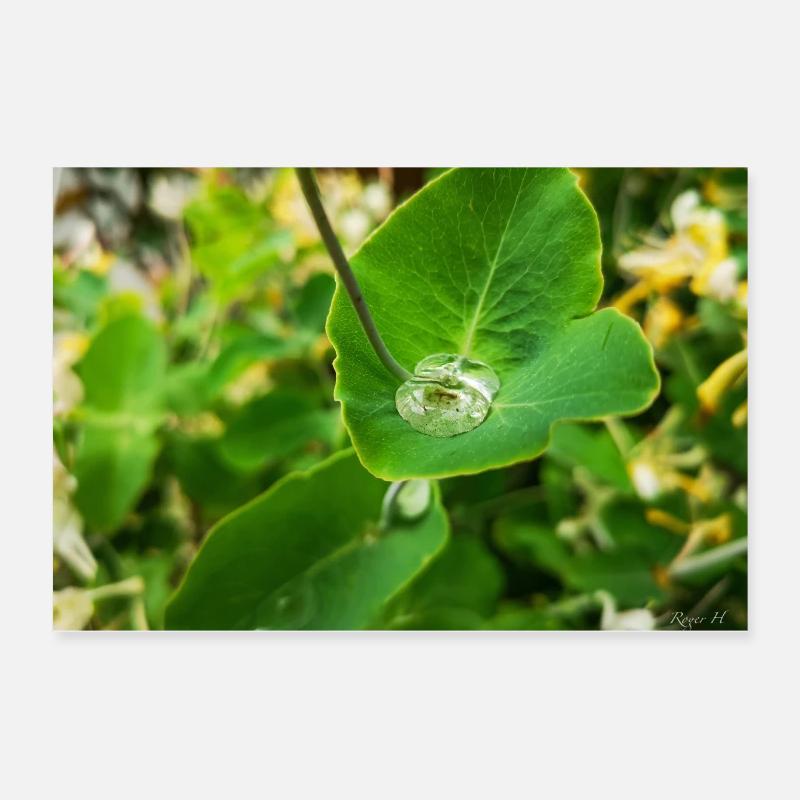 Perle d’eau en feuille Poster 60 x 40 cm