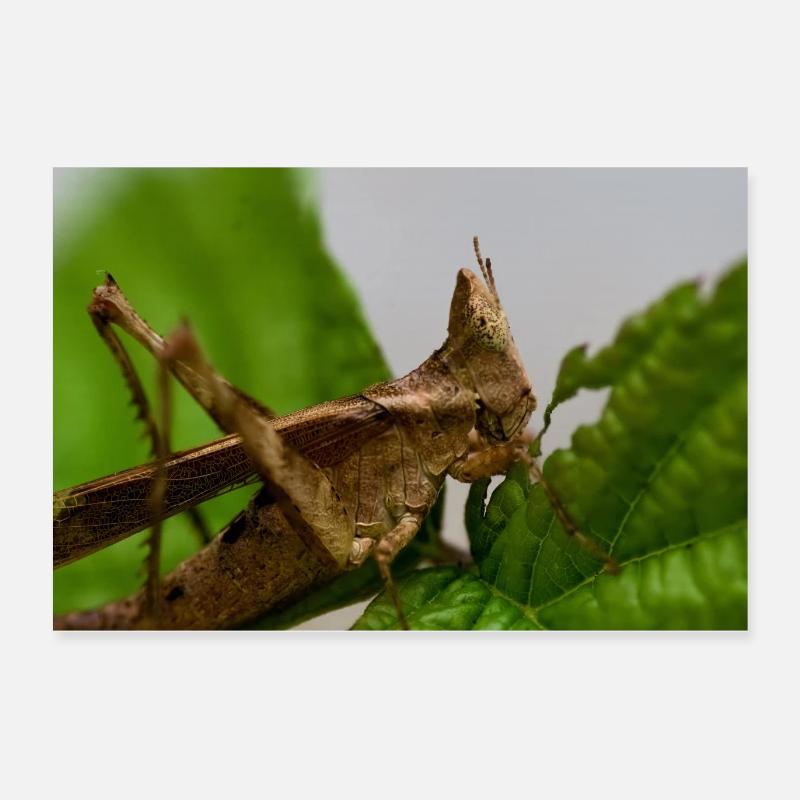 Erianthus versicolor - Monkey Grasshopper Poster 60x40 cm