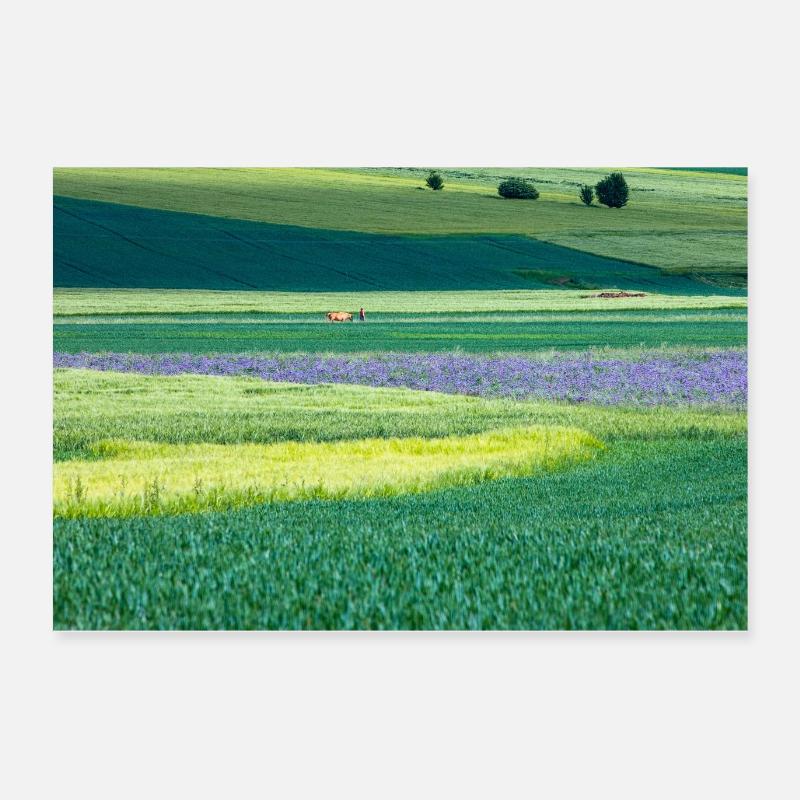 Champs verts Poster 60 x 40 cm