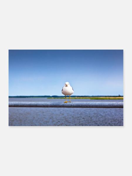 Möwe im Detail - Poster 60x40 cm - Weiß