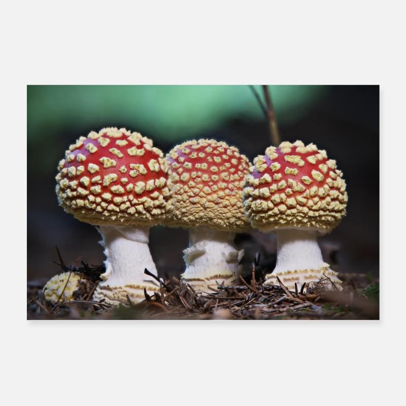 Three toadstools Poster 24" x 16" (60x40 cm)