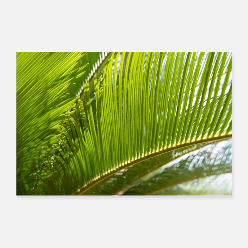 Green cycad and Mediterranean sunlight Poster 24" x 16" (60x40 cm)