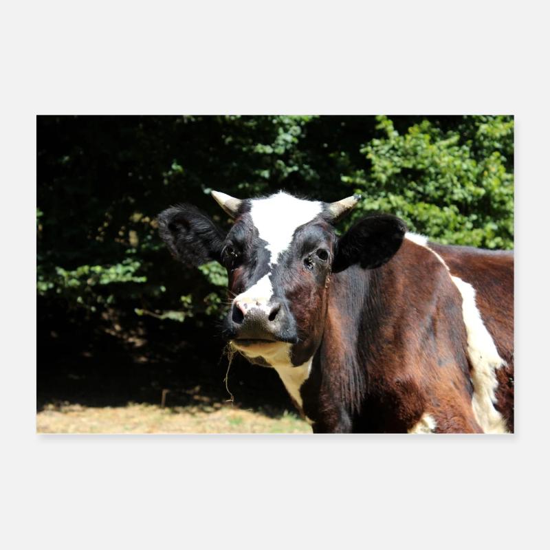 Kuh Poster Poster 60x40 cm
