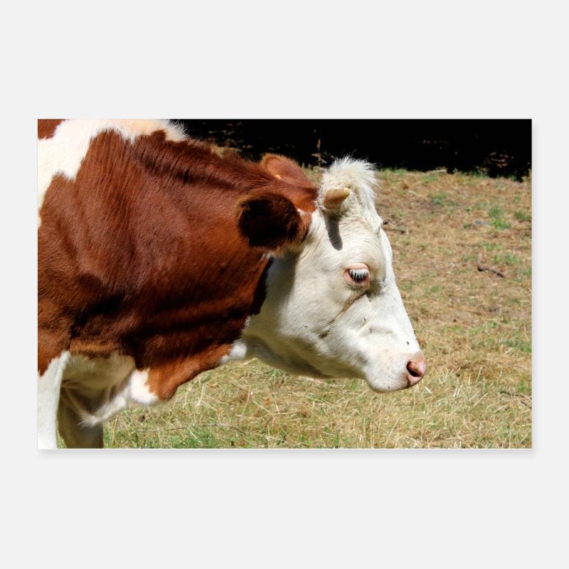 Kuh Poster Poster 60x40 cm
