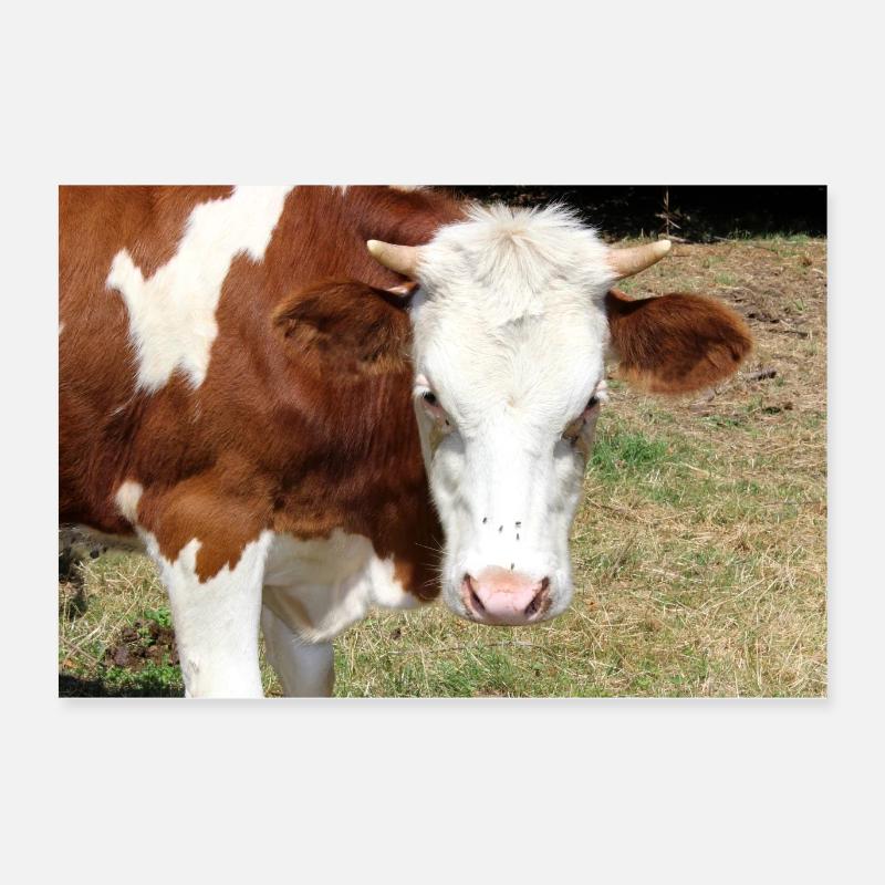 Affiche de vache Poster 60 x 40 cm