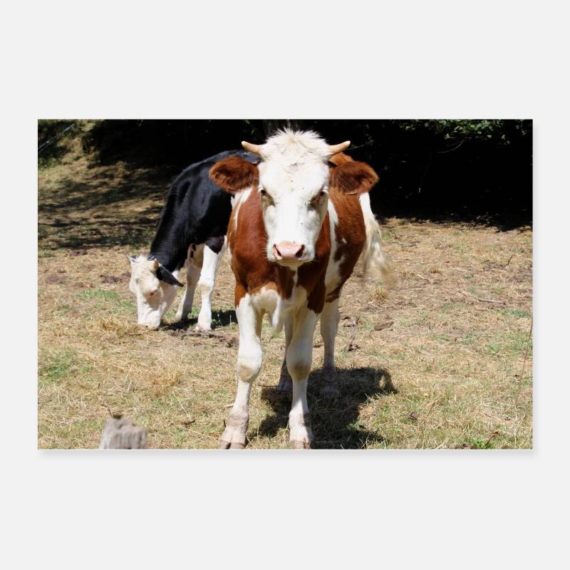Affiche de vache Poster 60 x 40 cm