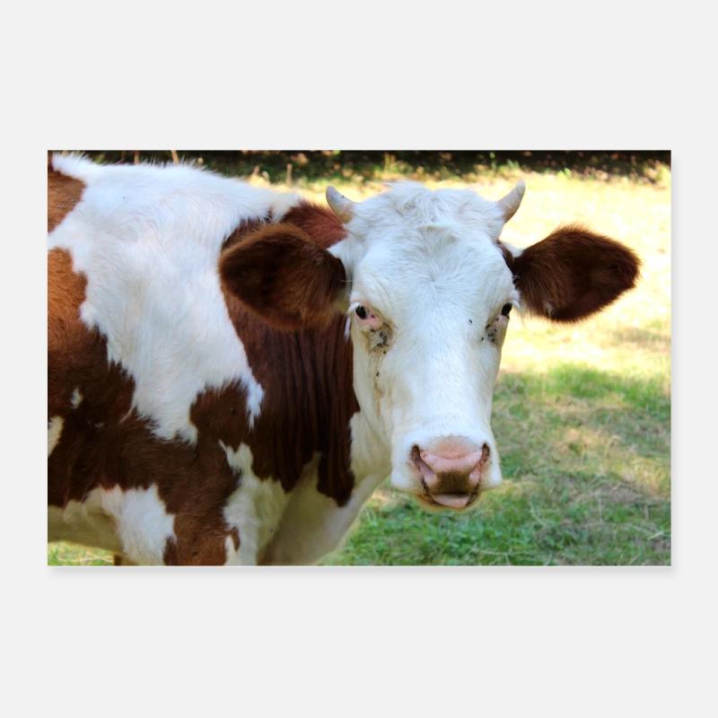 Kuh Poster Poster 60x40 cm