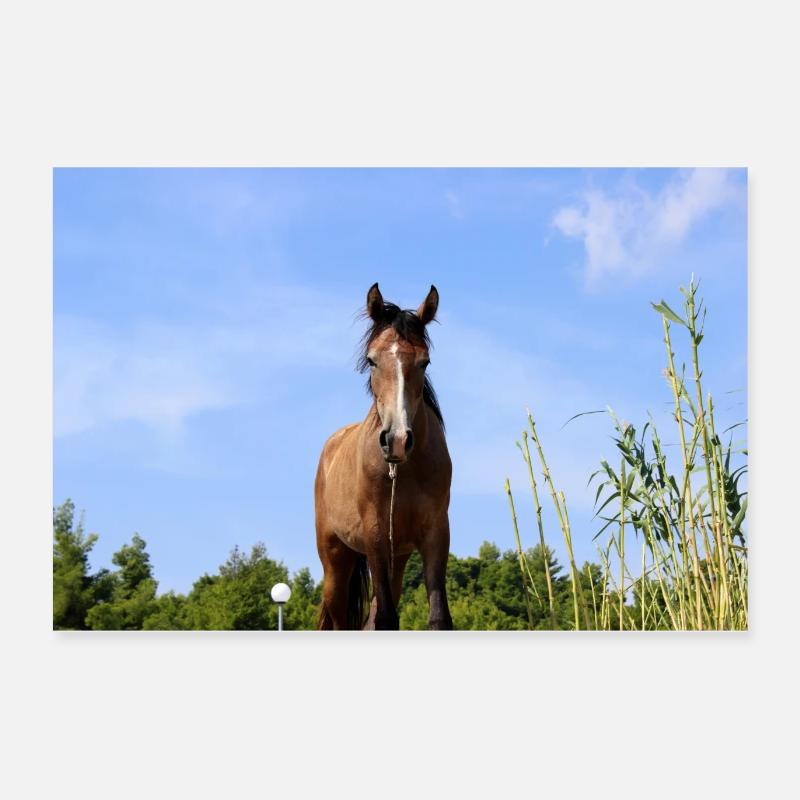 Pferd Poster 60x40 cm