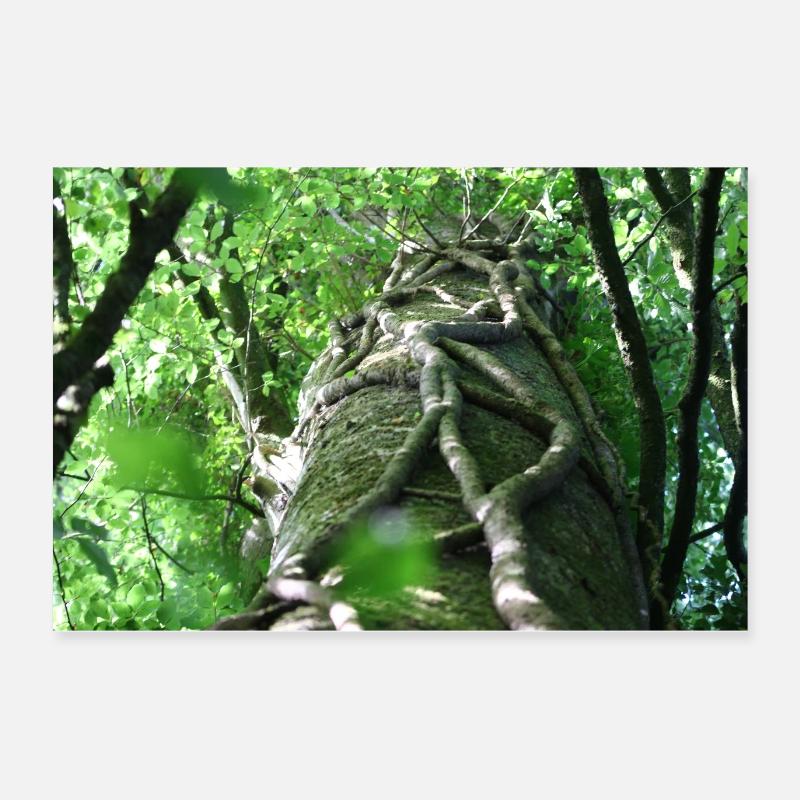 Low-angle beech and ivy landscape Poster 24" x 16" (60x40 cm)