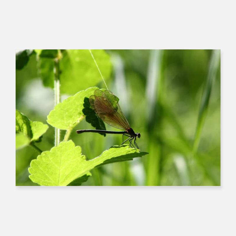 Weibliche Calopterix-Mönchsjungfer Poster 60x40 cm