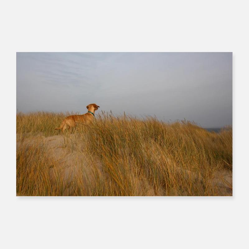 Teckel dans les dunes de la mer Poster 60 x 40 cm
