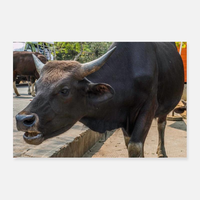 Piangi per il cibo Poster 60x40 cm