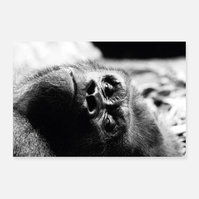 Gorilla - Poster 60x40 cm - Weiß