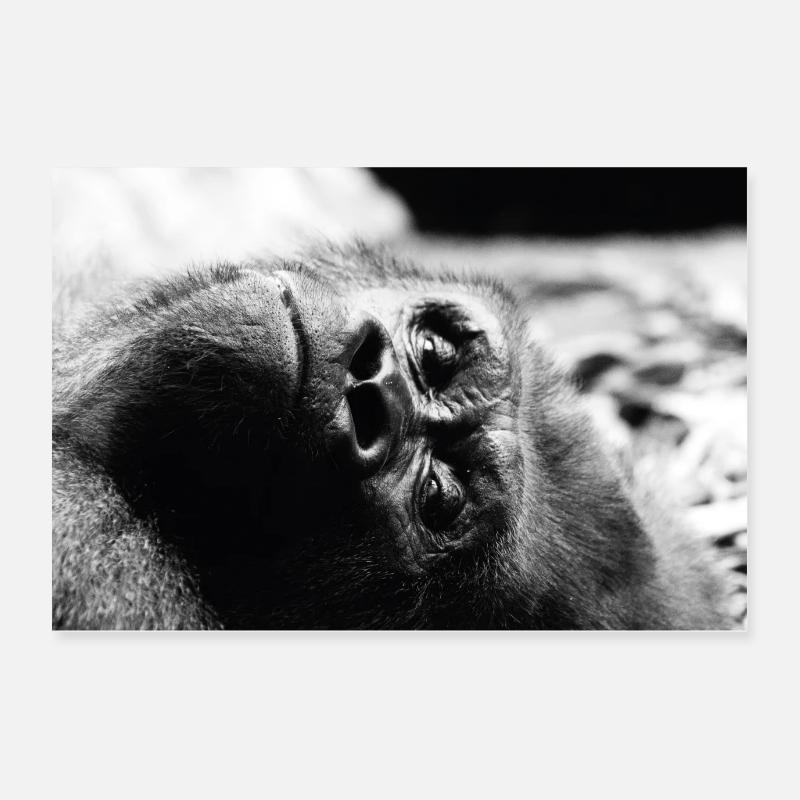 Gorille Poster 60 x 40 cm