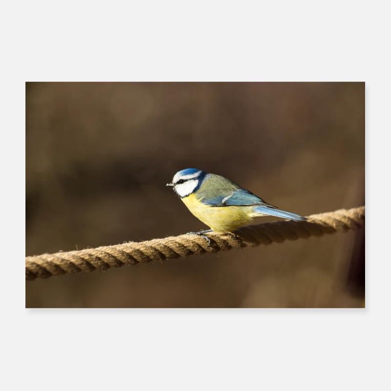 Blue tit no. 2 Poster 24" x 16" (60x40 cm)