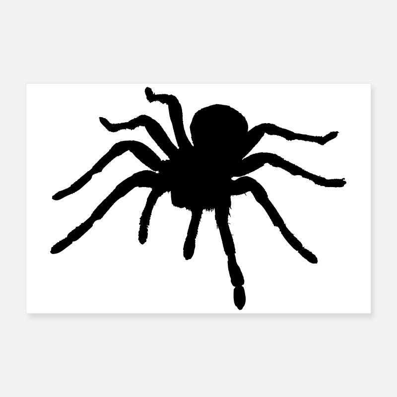 Spinnen (Tiere) Poster 60x40 cm