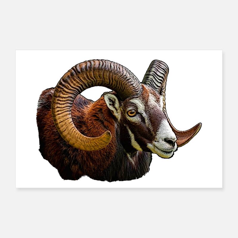 Tête de mouflon Poster 60 x 40 cm