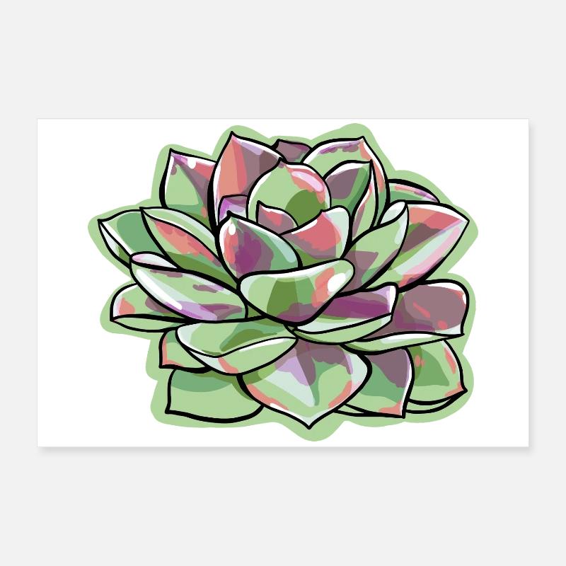 Echeveria Fat Leaf Rosette Succulente Poster 60 x 40 cm