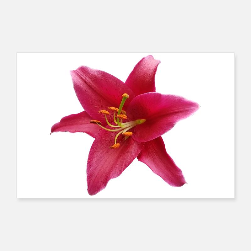 Lily1 Poster 60 x 40 cm