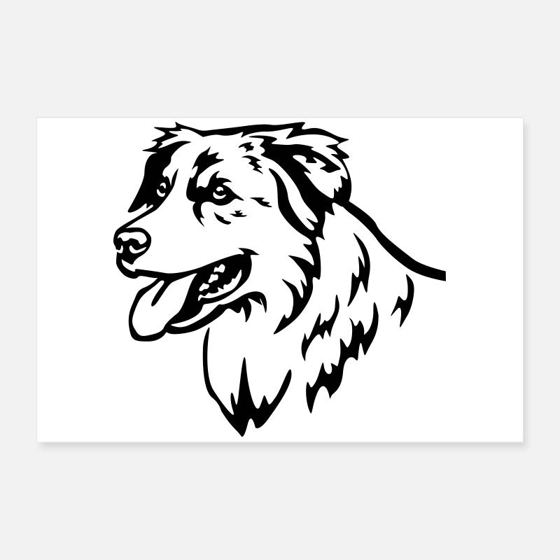 Australian Shepherd Kopf Poster 60x40 cm