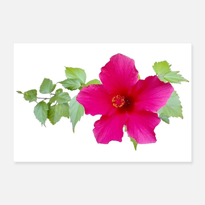 Hibiscus de Chine – Fleurs exotiques Poster 60 x 40 cm