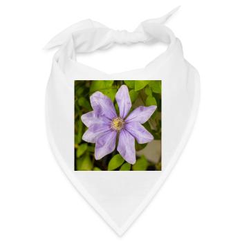 Lila Clematis-Blüte, die zwischen grünen Blättern blüht - Bandana - Weiß - Vorne