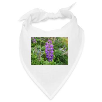 wilde mehrjährige Lupine auch Sonnenuhrlupine - Bandana - Weiß - Vorne
