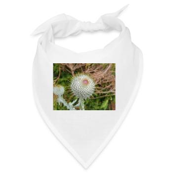 Scotch Baumwolldistel auch Wolldistel - Bandana - Weiß - Vorne