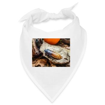 Madagaskar Kakerlake Madagaskar-Fauchschabe - Bandana - Weiß - Vorne