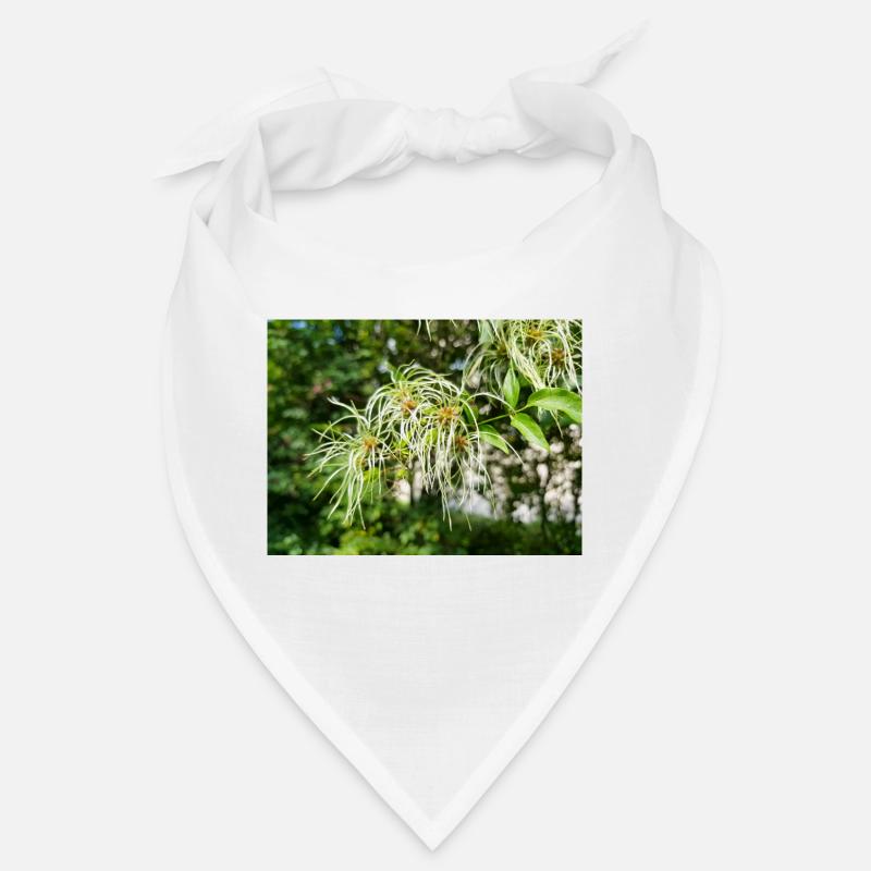 Traveller's Joy Clematis vitalba Bandana