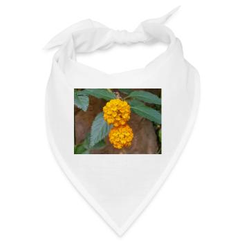 Lantana auch spanische Flagge Wandelröschen Lantana - Bandana - Weiß - Vorne