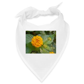 Lantana auch spanische Flagge Wandelröschen Lantana - Bandana - Weiß - Vorne
