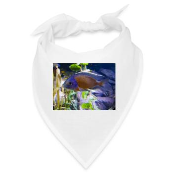 Copadichromis borleyi Buntbarsch - Bandana - Weiß - Vorne