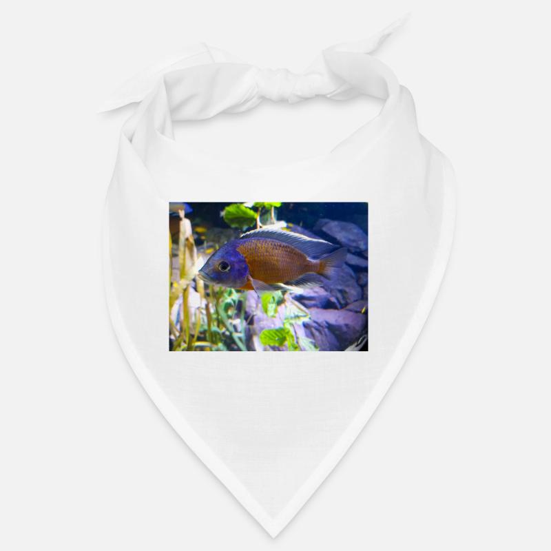 Copadichromis borleyi Buntbarsch Bandana