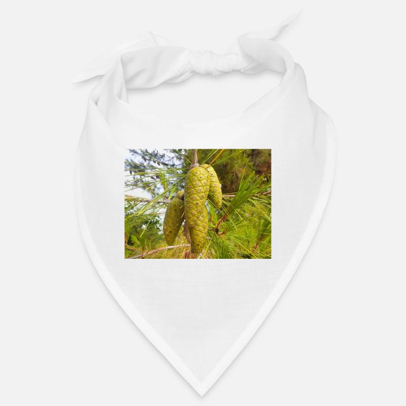 Aleppo pine also Jerusalem pine Aleppo-Kiefer Bandana