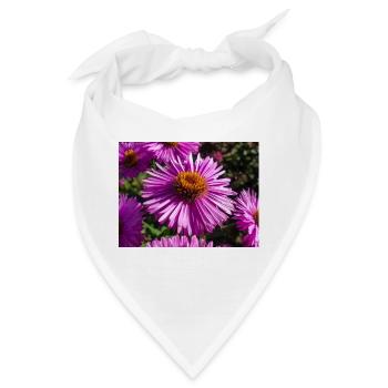 Italienische Gänseblümchen (auf Deutsch Berg-Aster Aster amellus - Bandana - Weiß - Vorne