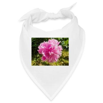 Chinesische Pfingstrose Chinesische Pfingsrose Paeonia - Bandana - Weiß - Vorne