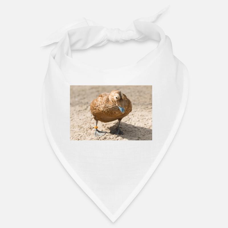 Eider Duck (Eiderente, Somateria mollissima) Bandana