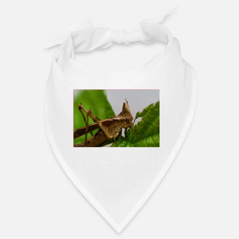Erianthus versicolor - Monkey Grasshopper Bandana